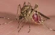 Zika Virus -indianbureaucracy