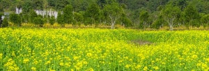 organic-mission-sikkim_indianbureaucracy