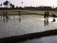 Indian monsoon