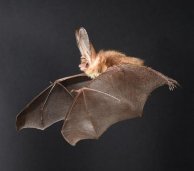 Bats' flight technique-indianbureaucracy