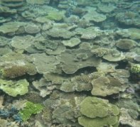 Coral mass spawning -indianbureaucracy
