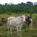 Natural regeneration of tropical forests helps global climate mitigation and forest restoration-indianbureaucracy