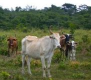 Natural regeneration of tropical forests helps global climate mitigation and forest restoration-indianbureaucracy