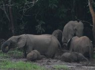 Poaching of old forest elephant matriarchs threatens rainforests-indianbureaucracy