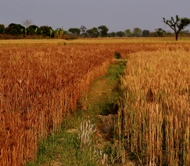Rising Carbon Dioxide levels will help and hurt Crops-indianbureaucracy