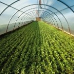 plasticulture in India-indianbureaucracy