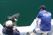 Do sharks survive after the hook-indianbureaucracy Do sharks survive after the hook-indianbureaucracy