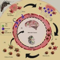 Itchy inflammation of mosquito bites helps viruses replicate-indianbureaucracy