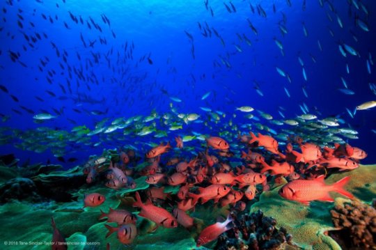 Marine protected areas support and maintain a rich diversity and abundance of reef fishes in the Rock Islands of Palau- Micronesia-indianbureaucracy