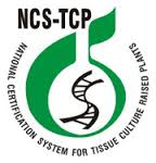 NCS-TCP-indianbureaucray