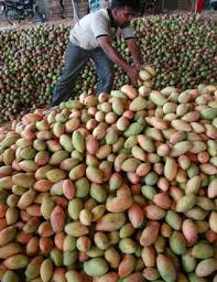Mango Production_indianbureaucracy