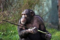 Chimpanzees_indianbureaucracy