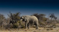 Desert elephants_indianbureaucracy