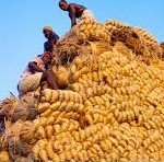 Jute Export_indianbureaucracy