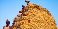 Jute Export_indianbureaucracy