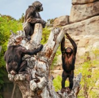 chimpanzees_indanbureaucracy