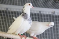 pigeons_indianbureaucracy