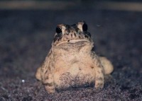 toads_indianbureaucracy