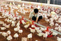 avian-influenza-h5n1_indianbureaucracy