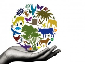 Biodiversity_indianbureaucracy