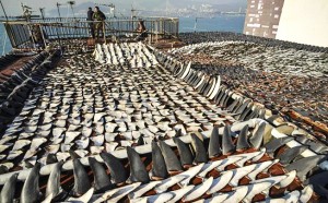 Shark fins & meat_ neurotoxins_Alzheimer's Disease_indian bureaucracy