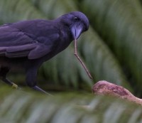 tropical-crow_indianbureaucracy