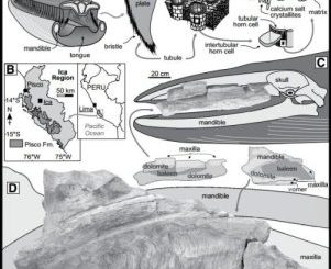 Whales in the desert ? 7 desert_indianbureaucracy