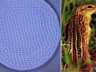 Reproducing spots and stripes of a furry animal: Understanding nature's patterns with plasmas 10 furry-animal_indianbureaucracy