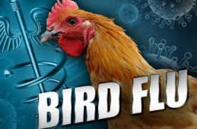 bird-flu_indianbureaucracy
