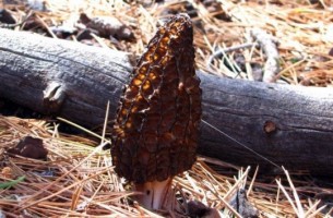 morel-mushrooms-_indianbureaucracy