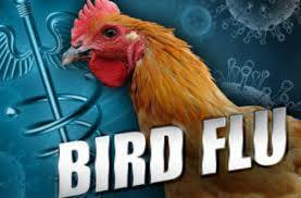 Bird Flu-indian Bureaucracy