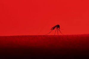 Malaria -Indian Bureaucracy