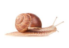 shell-swinging-snails-indian-bureaucracy