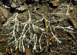 Soil fungi -Indian Bureaucracy