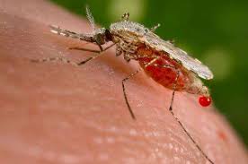 malaria study shows -Indian Bureaucracy