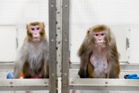 monkeys live long -Indian Bureaucracy