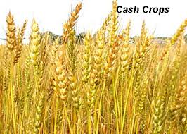 Cash Crops -IndianBureaucracy