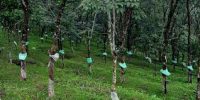Rubber Soil Information System for Rubber Growers -Indian Bureaucracy