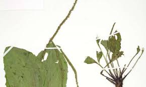 Using historical herbarium -indian Bureaucracy