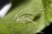 green peach aphid Myzus persicae-Indian BUreaucracy