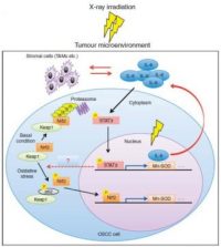 radioresistance of cancer -Indian Bureaucracy