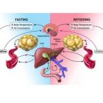 Fat cells-IndianBureaucracy