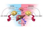 Fat cells IndianBureaucracy e1490780774578