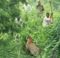 Poaching of Tigers in Sunderbans -IndianBureaucracy