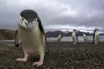 Antarctica's biodiversity -indianbureaucracy