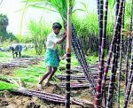 UP Govt decides to change sugarcane price fixation policy-defencespeak