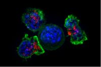 Antibody for fighting cancer emerges