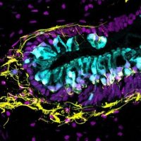 Human inner ear organs -indianbureaucracy