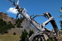 More efficient way to make oil from dead trees-indianbureaucracy