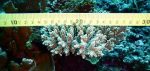 New coral bleaching database to -indian bureaucracy